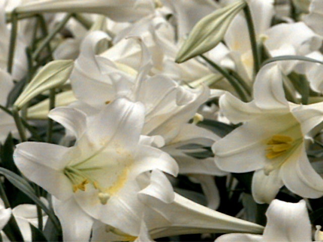 Funeral Flowers