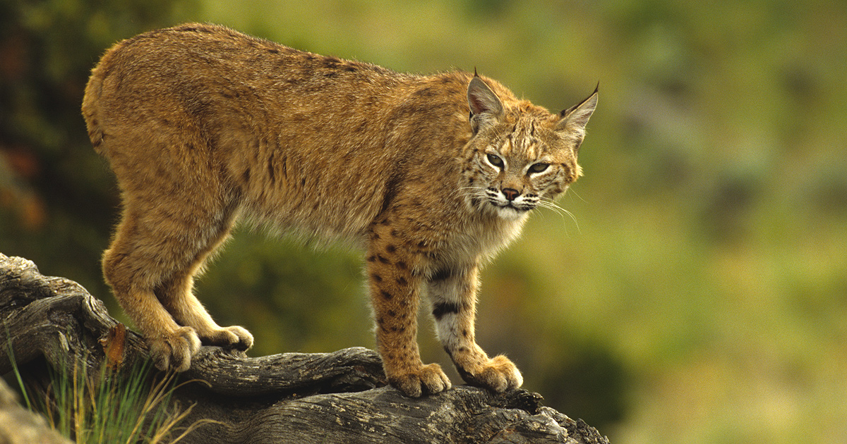 bobcat 