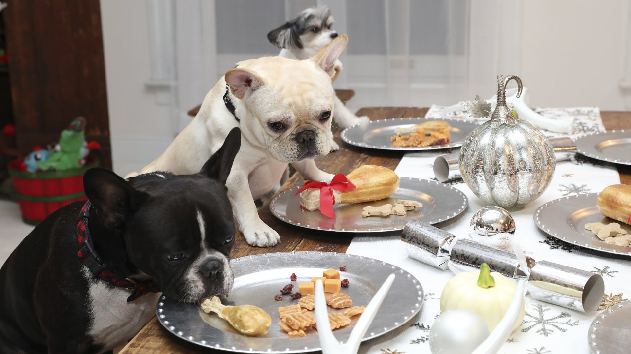 What your dog can and can’t eat on Thanksgiving